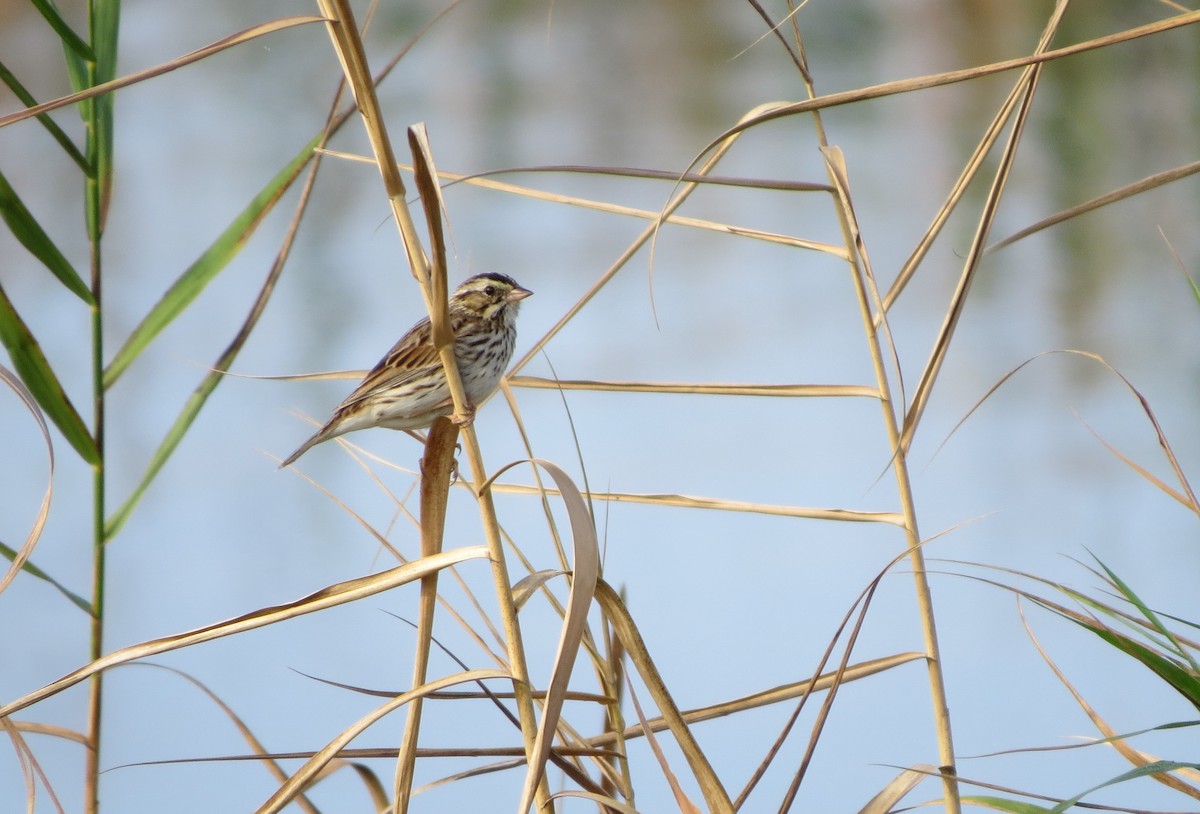 Savannah Sparrow - Susan Young