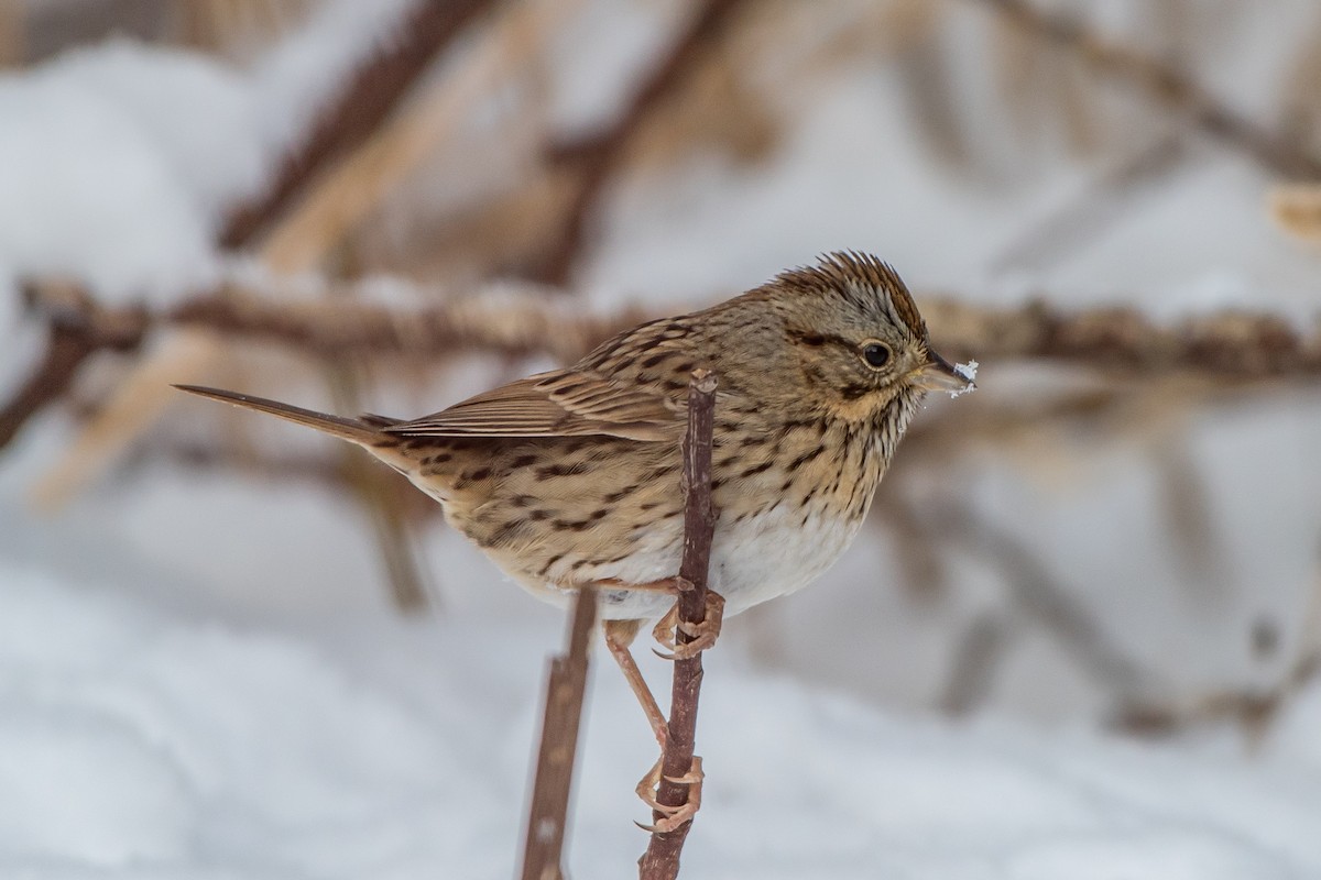 Lincoln's Sparrow - ML80073421