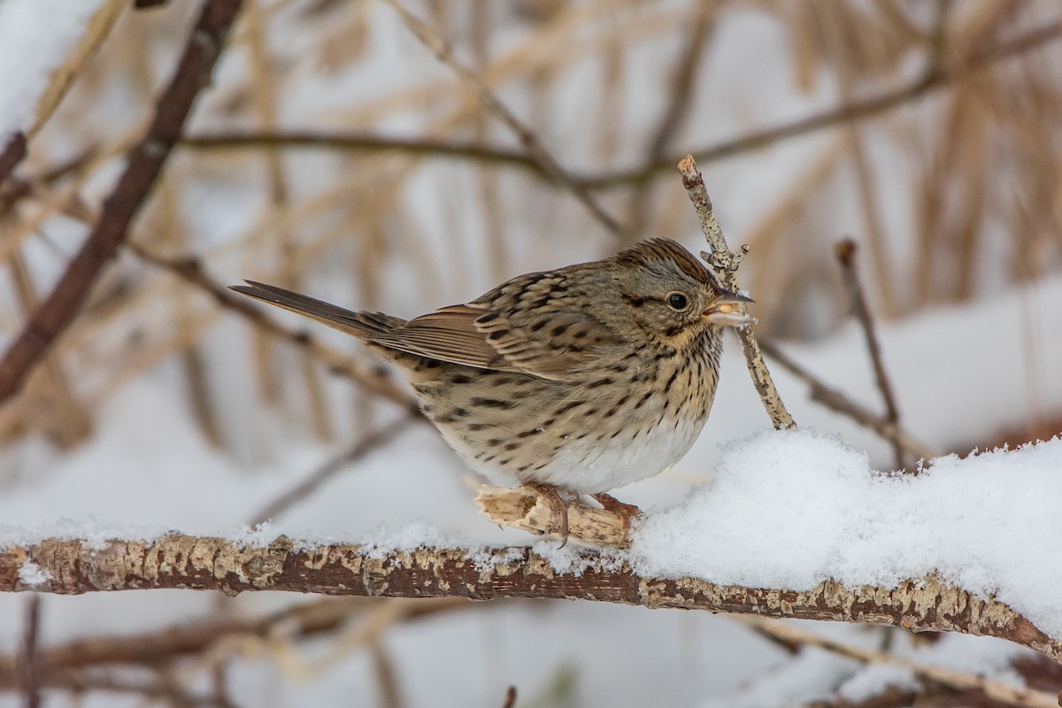 Lincoln's Sparrow - ML80073441