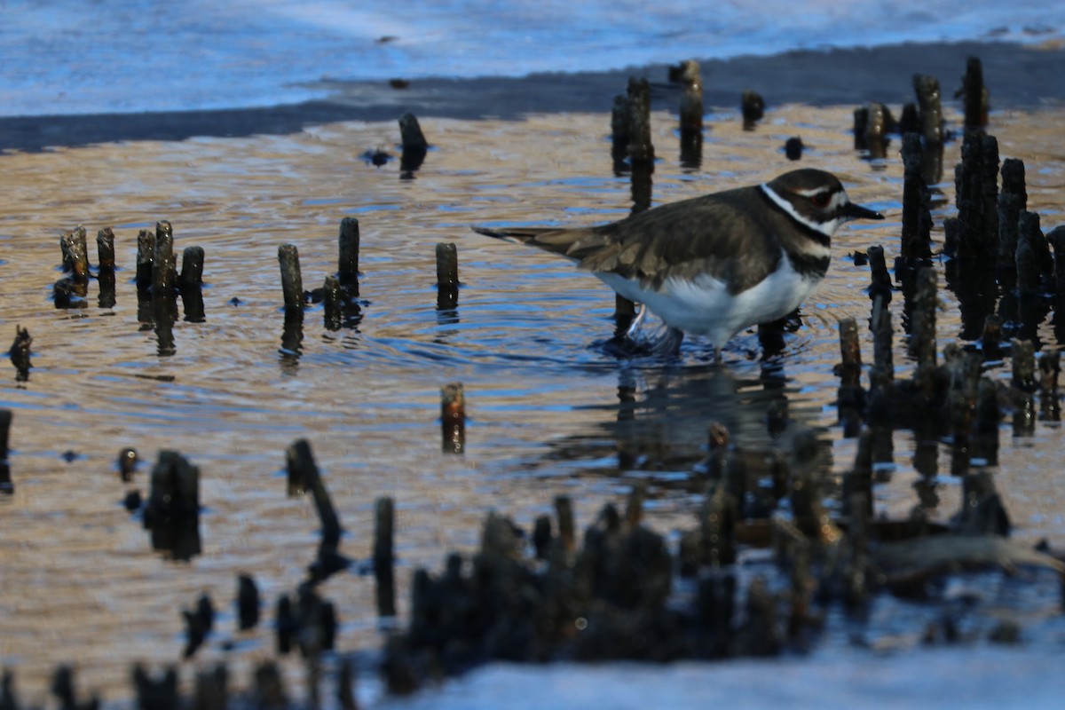 Killdeer - ML80074671