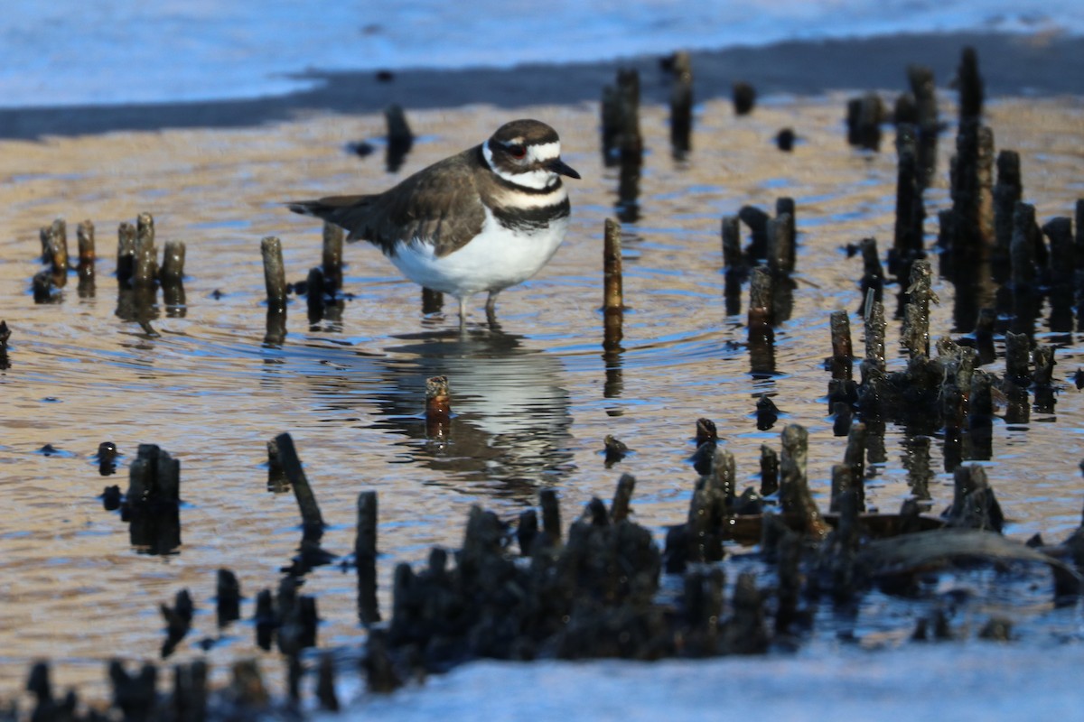 Killdeer - ML80074701