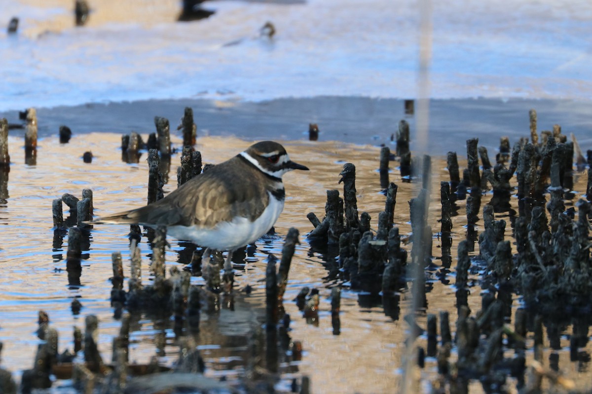 Killdeer - ML80074711