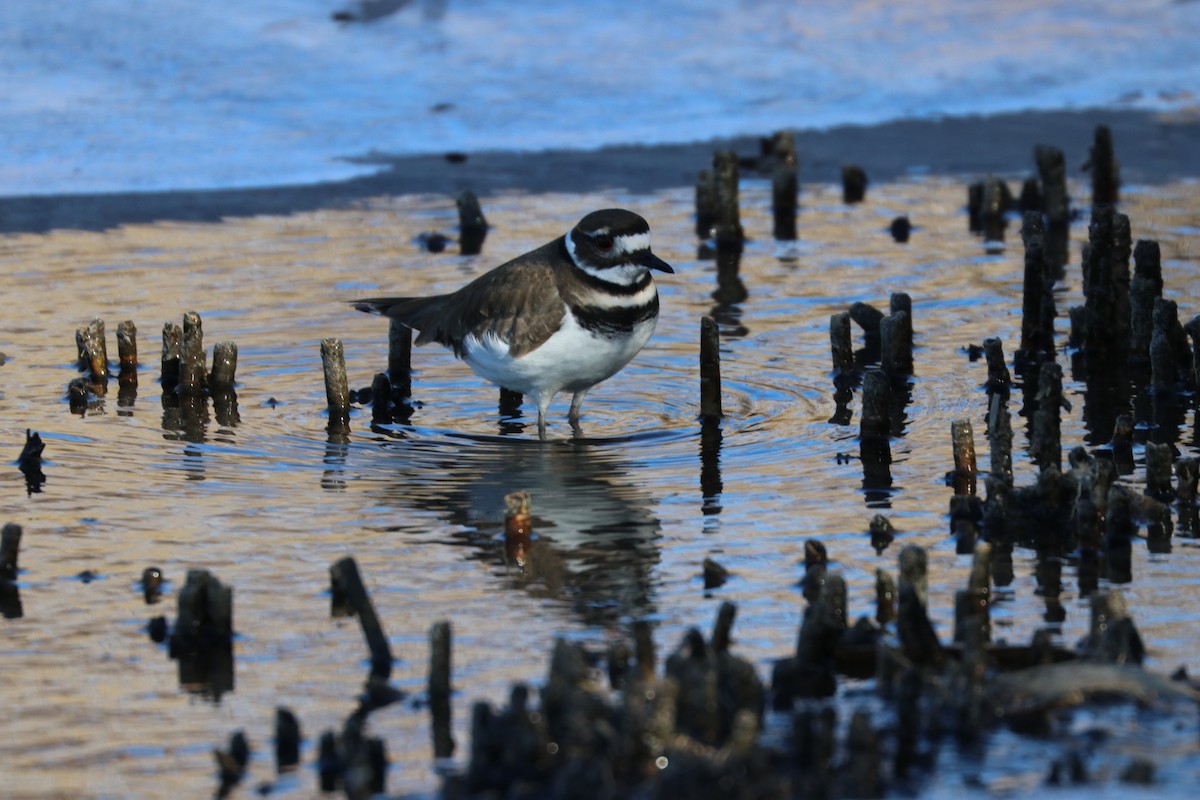 Killdeer - ML80074721