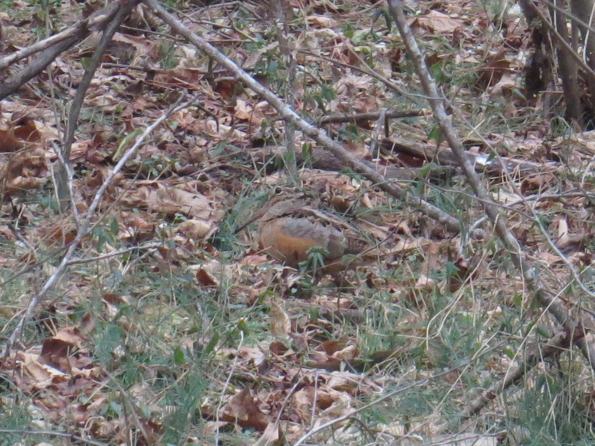 American Woodcock - ML80075961