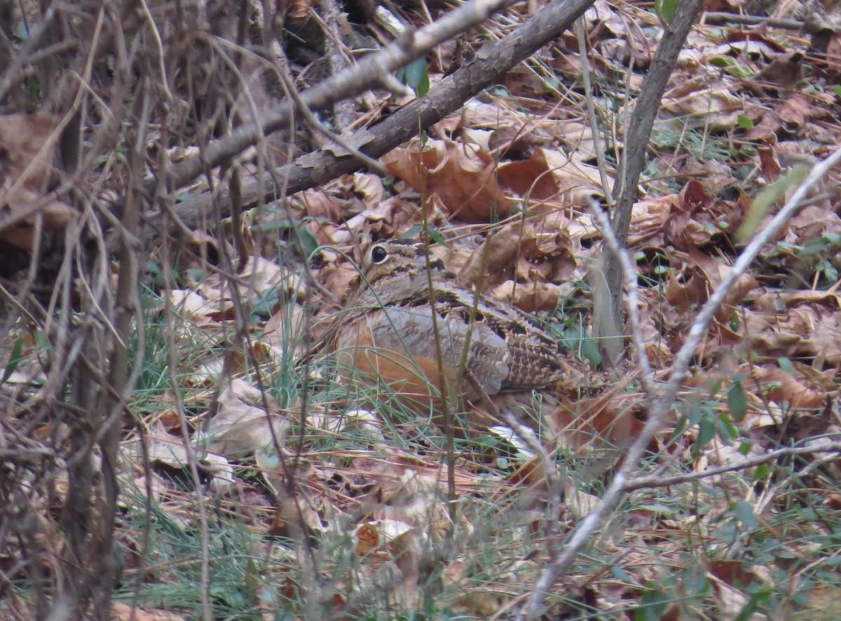American Woodcock - ML80075971