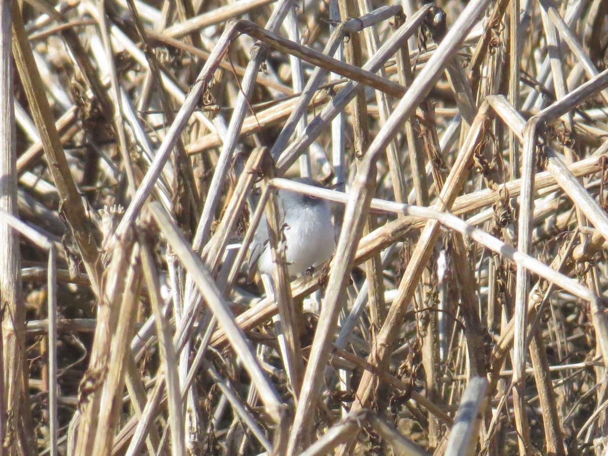 Blue-gray Gnatcatcher - ML80076201