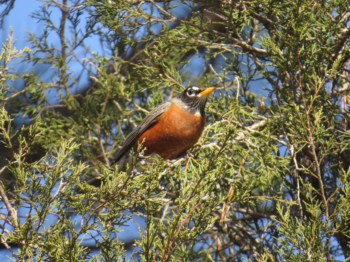 American Robin - ML80076321