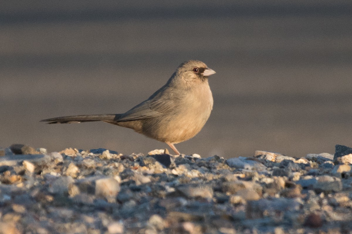 Abert's Towhee - ML80077591