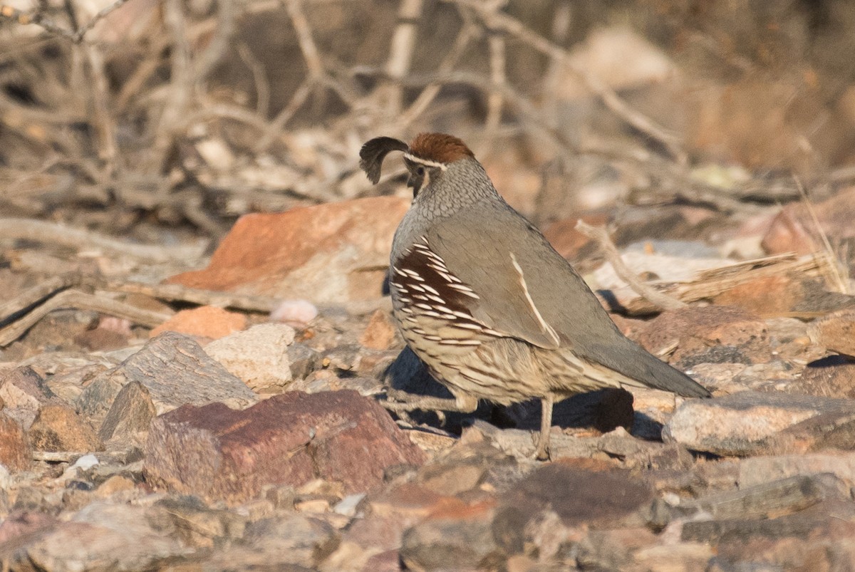 Gambel's Quail - ML80078421