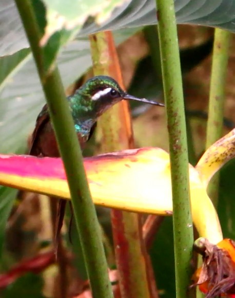 Colibri à gorge pourprée - ML80079381