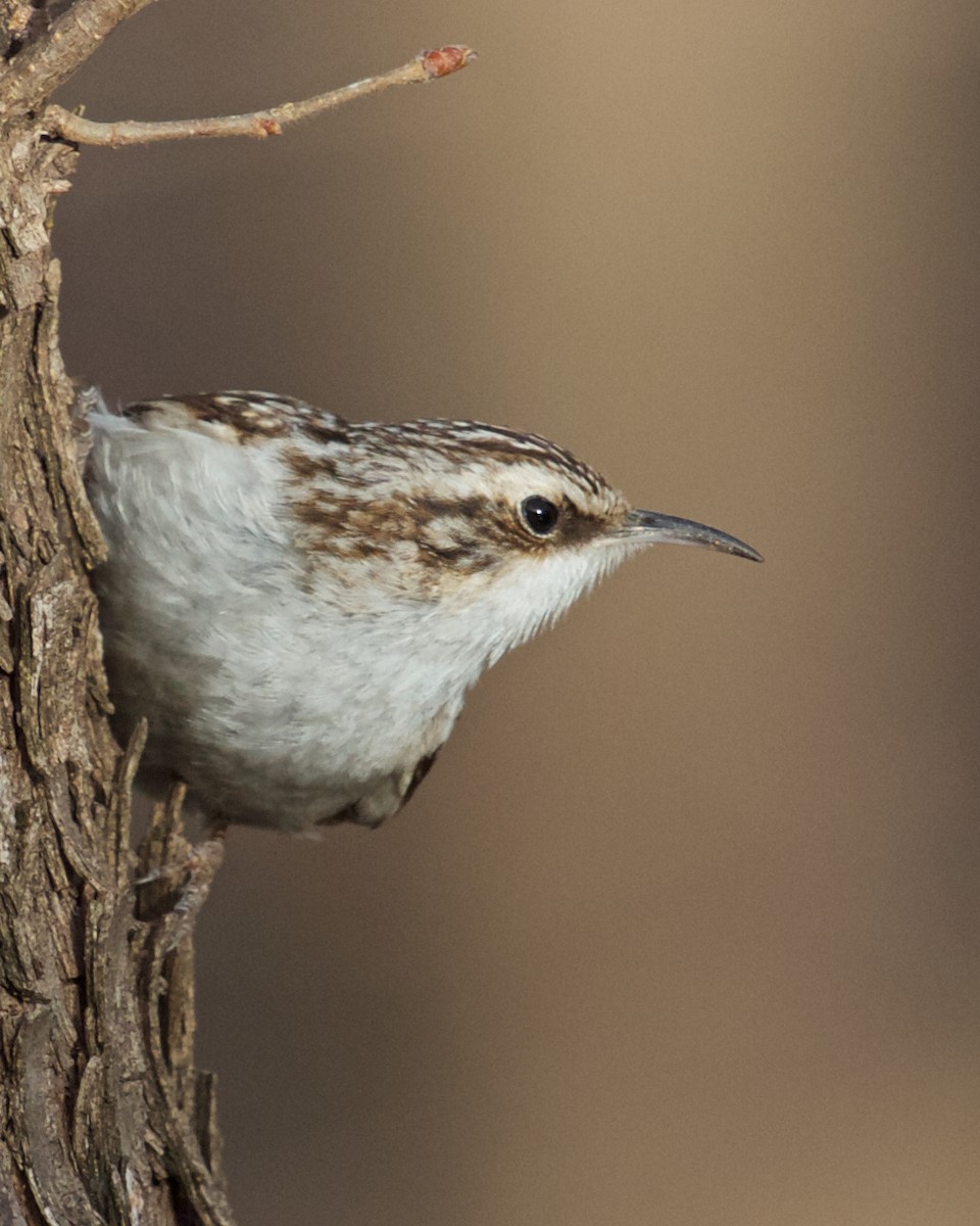 Brown Creeper - ML80079861