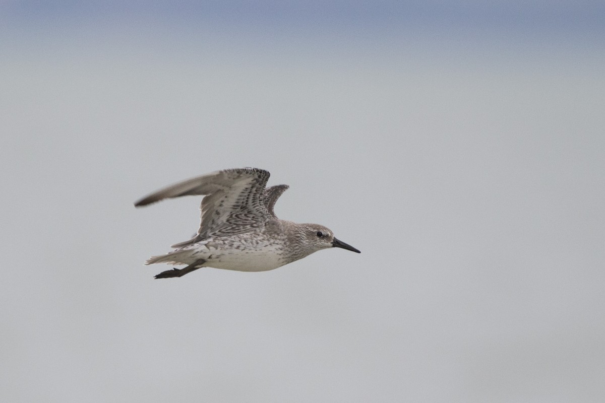 Red Knot - ML80079871