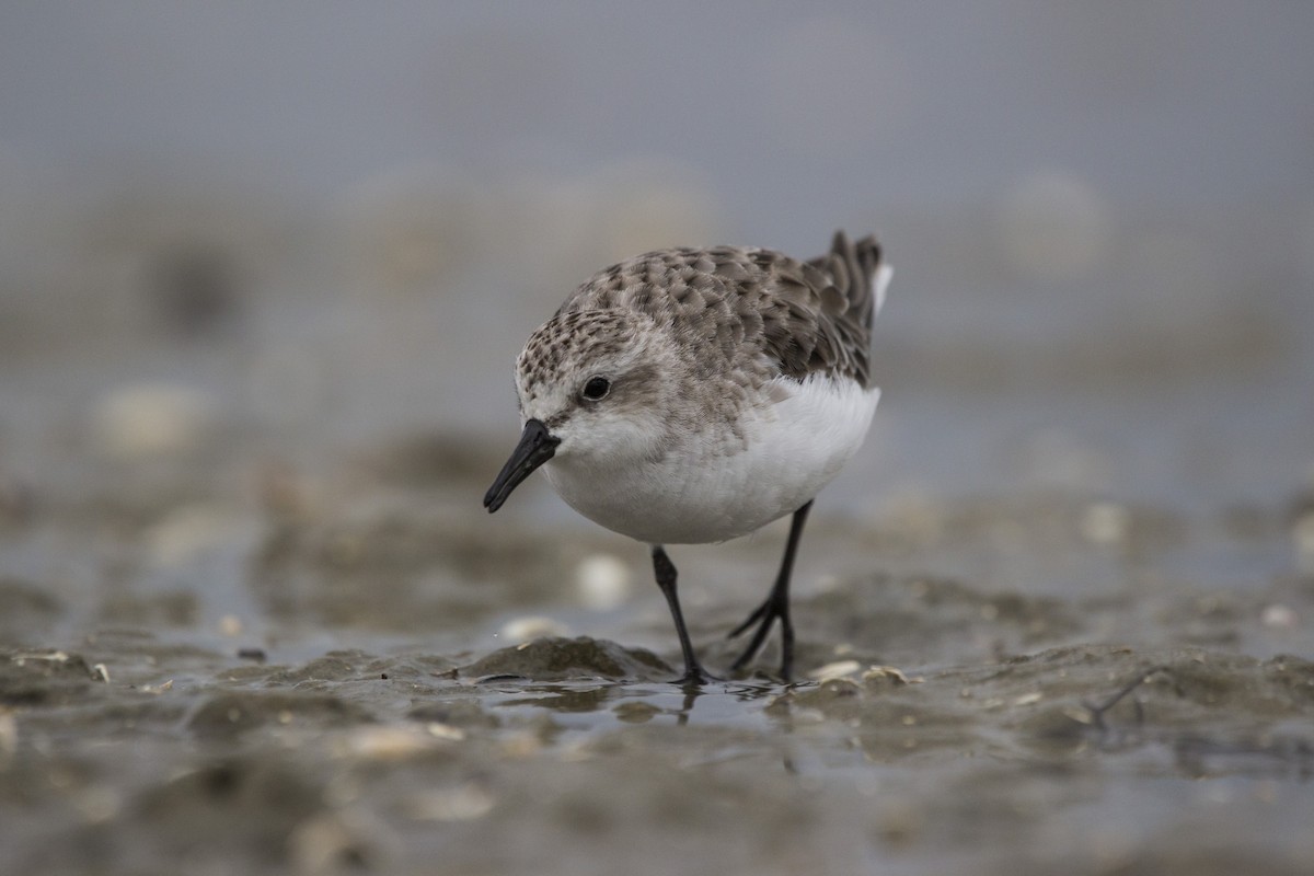 Red-necked Stint - ML80080211