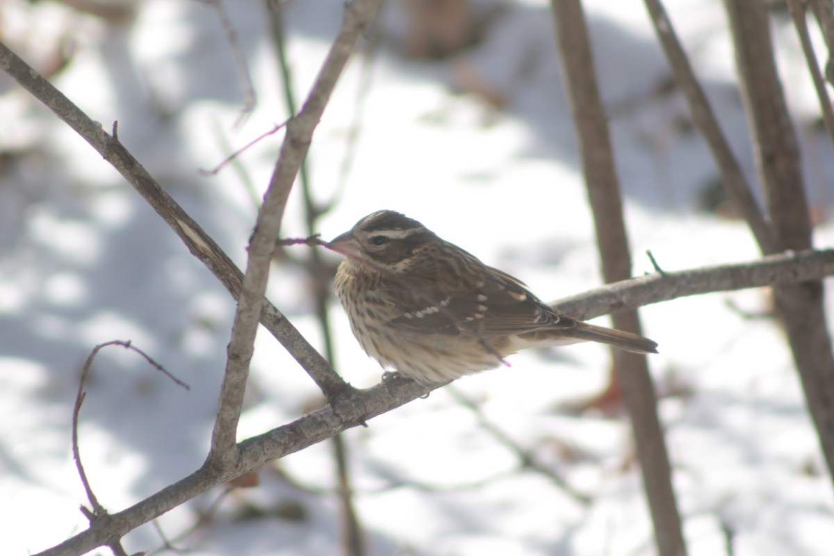 Rose-breasted Grosbeak - ML80080591