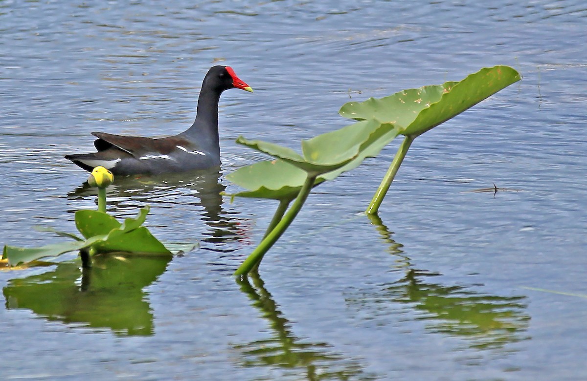 Gallinule d'Amérique - ML80081191