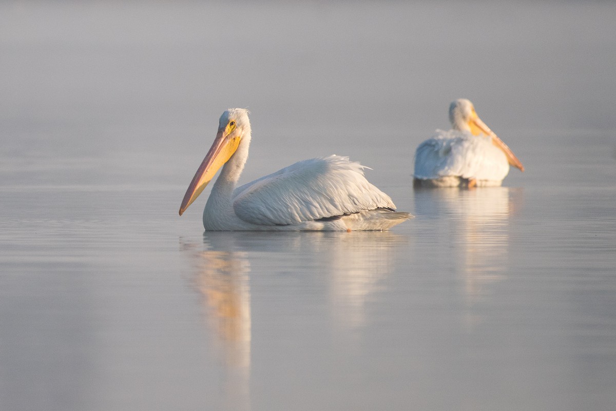 American White Pelican - Adam Jackson