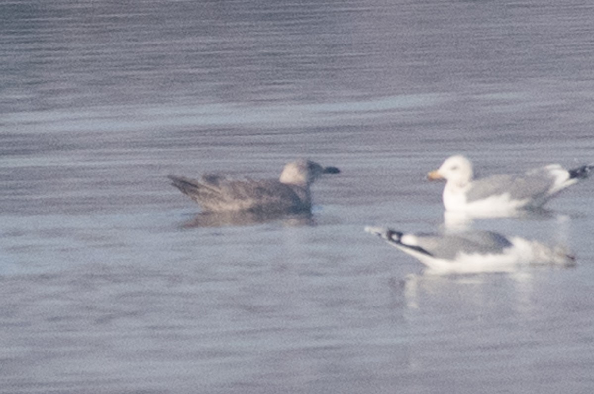 Goéland à ailes grises - ML80081931