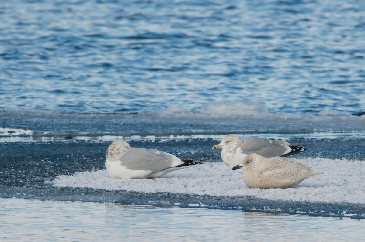 Gaviota Groenlandesa (kumlieni) - ML80082641