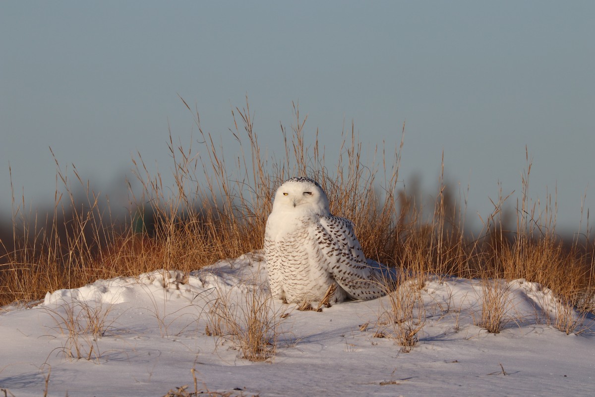 Snowy Owl - ML80083731