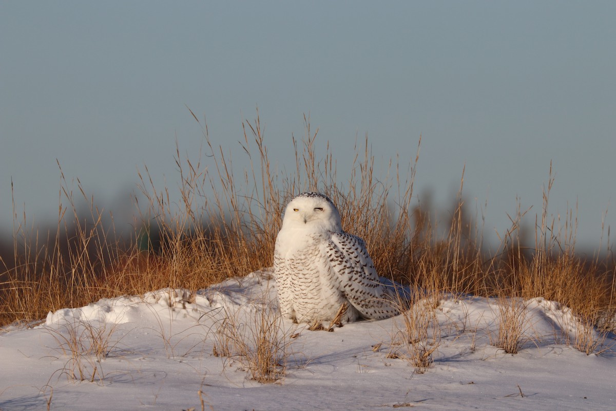 Snowy Owl - ML80083821