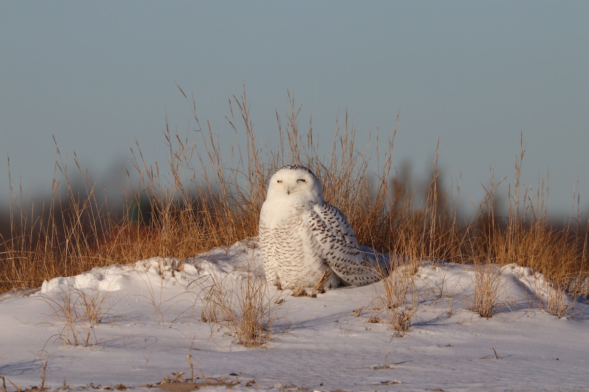 Snowy Owl - ML80083851