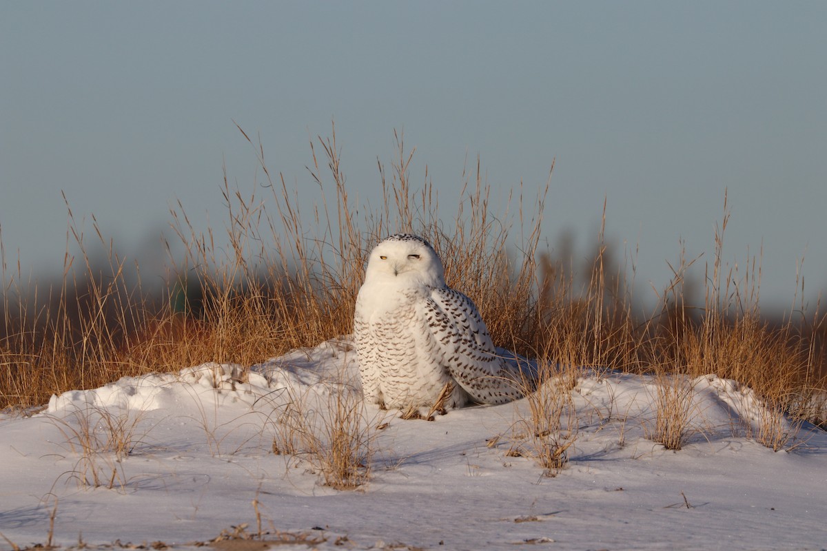 Snowy Owl - ML80083871