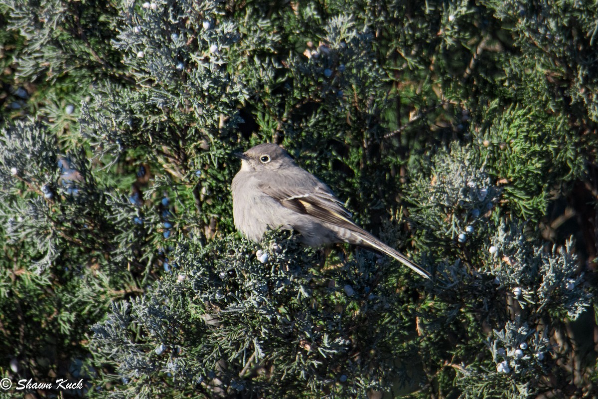 Townsend's Solitaire - Shawn Kuck