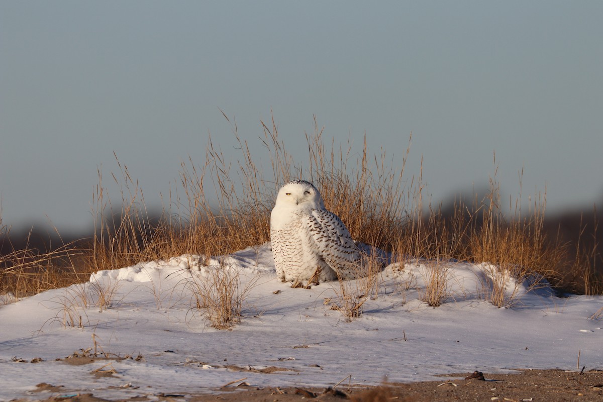 Snowy Owl - ML80084541