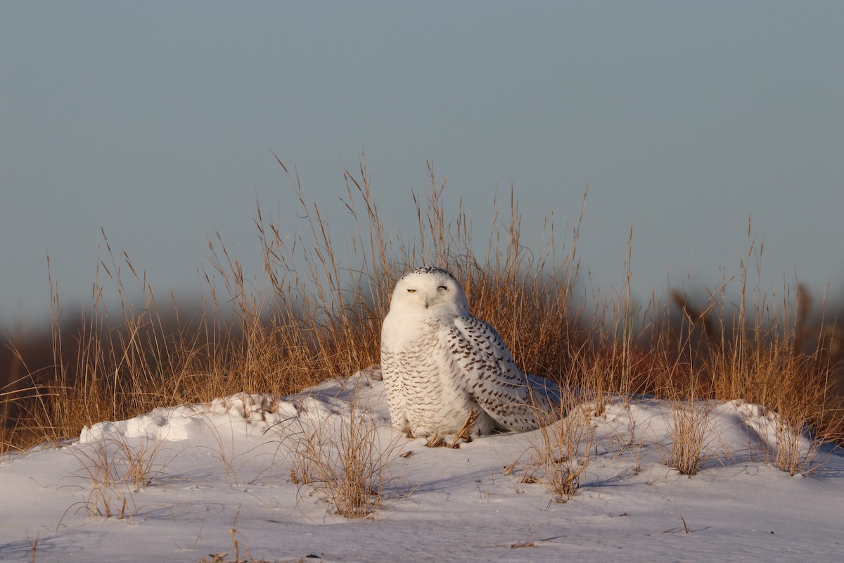 Snowy Owl - ML80084551