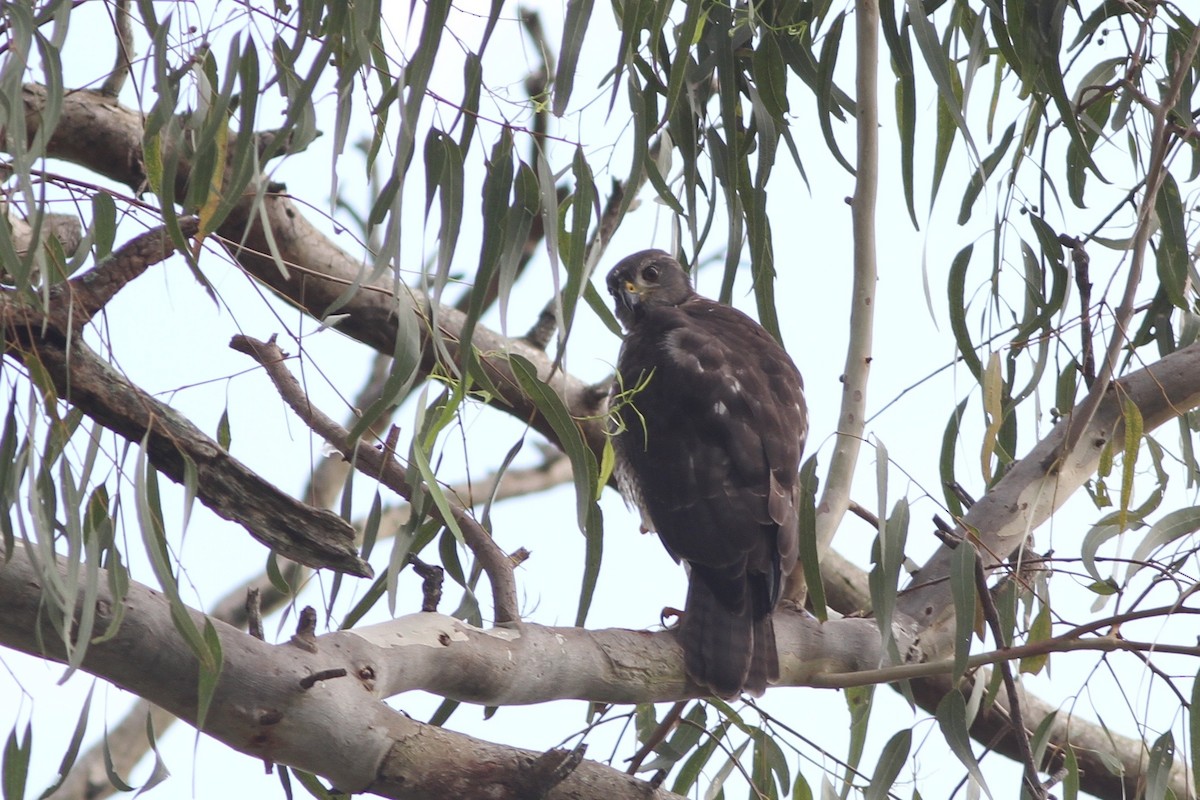 Gray Goshawk - ML80084991