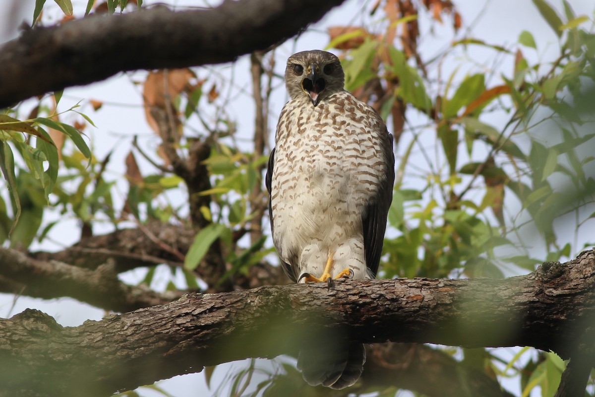 Gray Goshawk - ML80085001