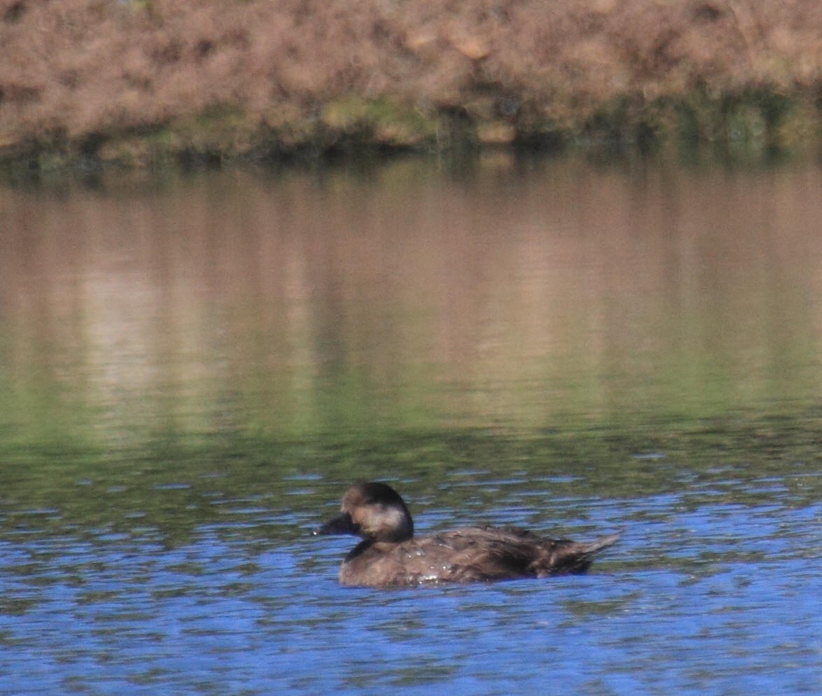 Black Scoter - Neal Morris