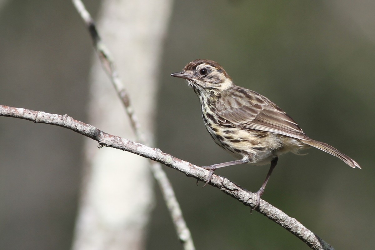 Speckled Warbler - Chris Wiley
