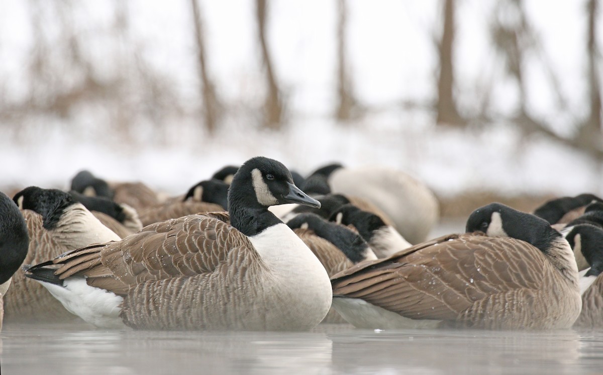 Canada Goose - ML80085731