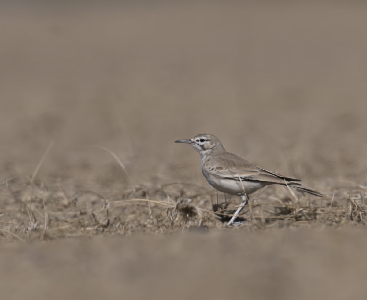 Greater Hoopoe-Lark - ML80085801