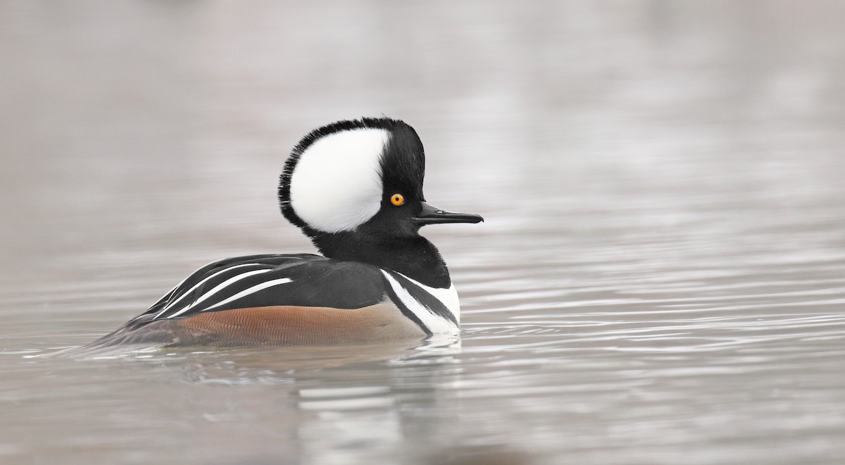 Hooded Merganser - ML80085821