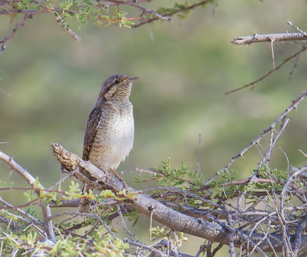 Eurasian Wryneck - ML80086031