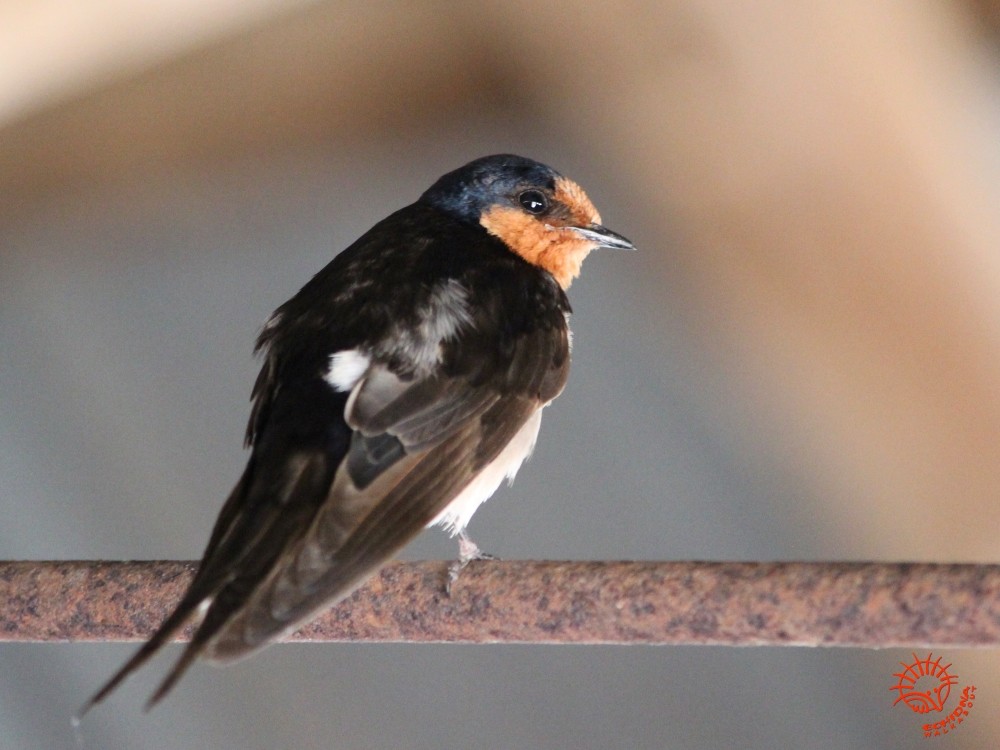 Welcome Swallow - ML80087471