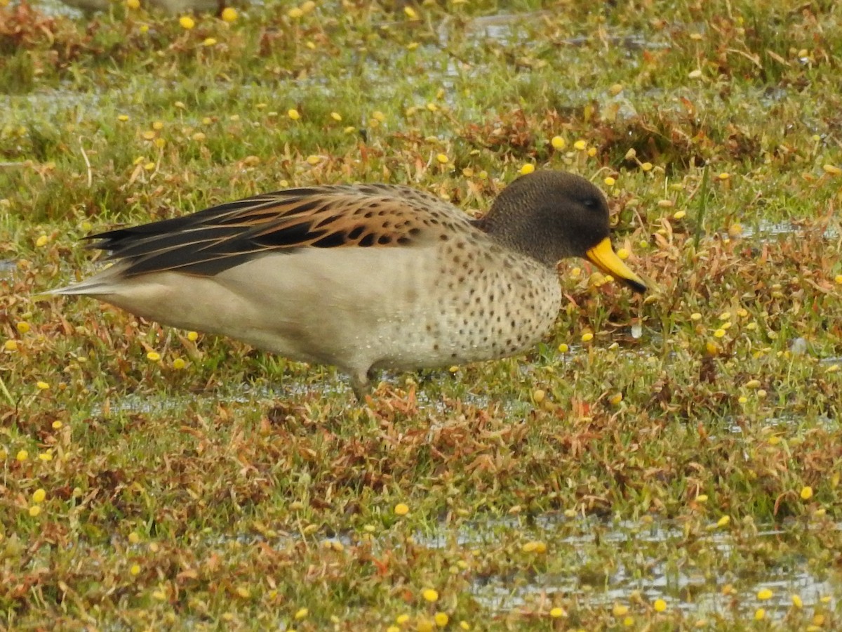 Yellow-billed Teal - ML80087671