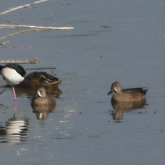 Blue-winged Teal - ML80087771