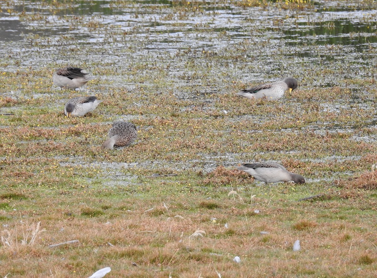 Yellow-billed Teal - ML80087821