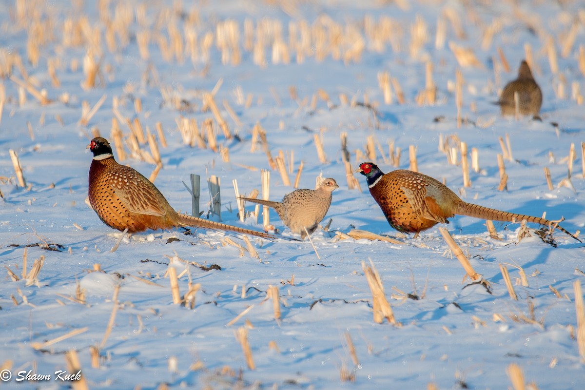 Ring-necked Pheasant - ML80088281