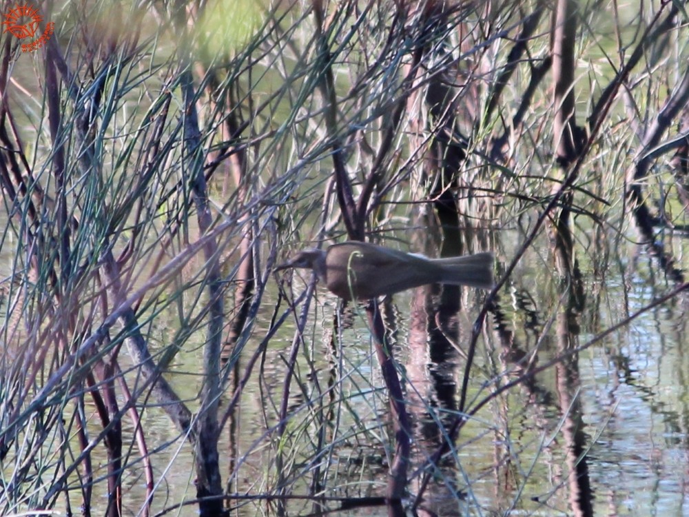 Little Friarbird - ML80088761