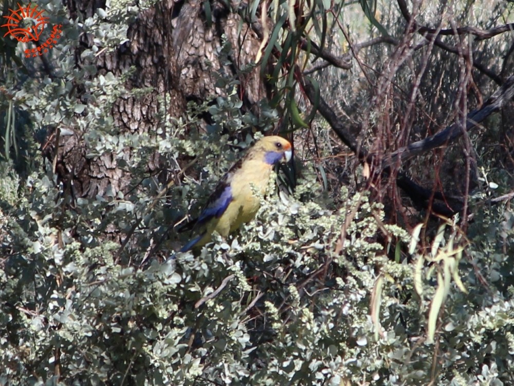 rødrosella (flaveolus) (gulrosella) - ML80089031