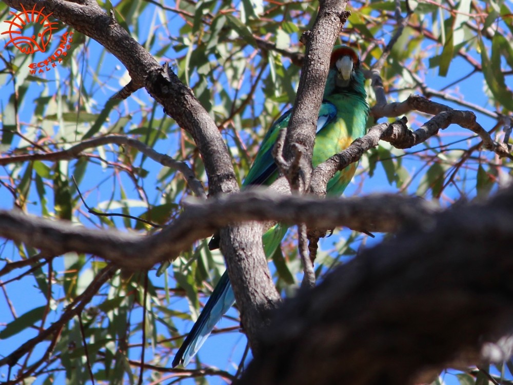 Australian Ringneck (Mallee) - ML80089301