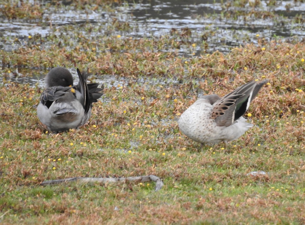 Yellow-billed Teal - Teresa Cohen