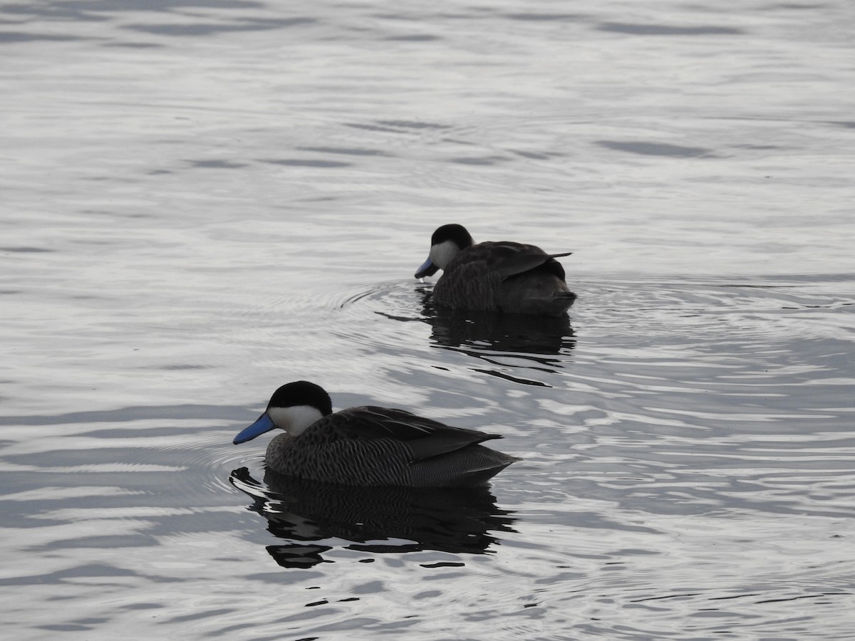 Puna Teal - Teresa Cohen