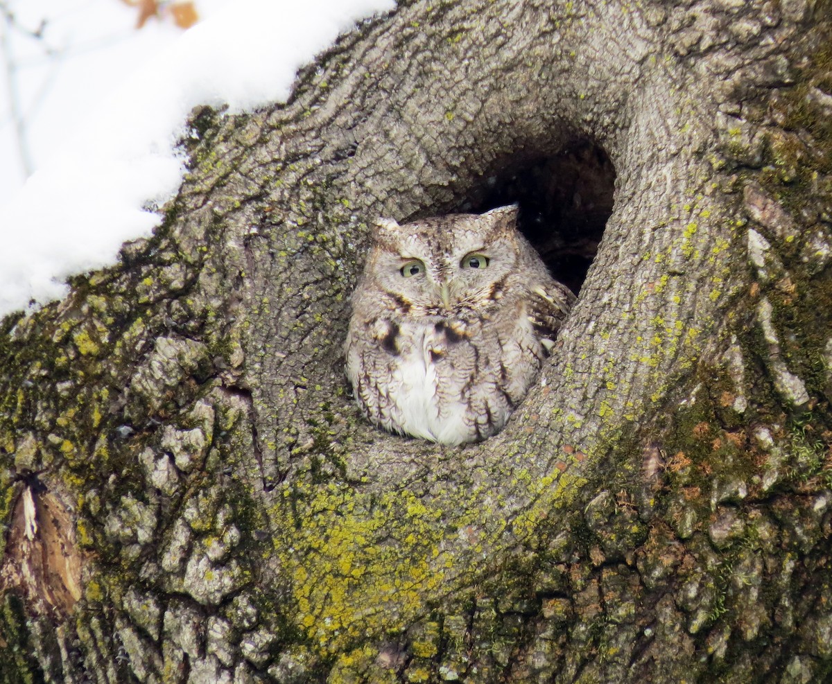 Eastern Screech-Owl - ML80090761