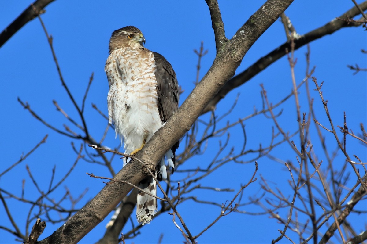 Cooper's Hawk - ML80092431