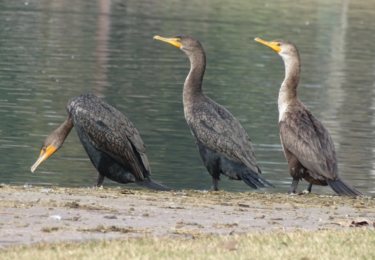 Double-crested Cormorant - Angie Trumbo